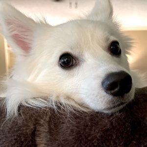 Meet your Posher, Nora